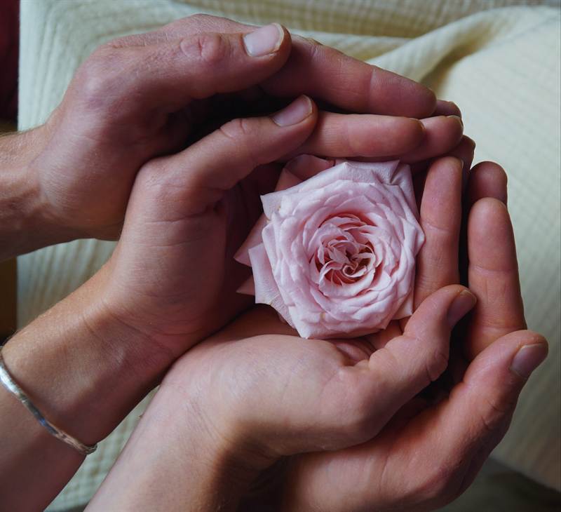 Hände halten eine Rose